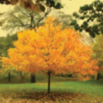 Yellow and hazy Vision with astigmatism before cataract surgery.
